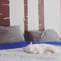 Animal Care Hospital: Schwab Mary Kay DVM ico