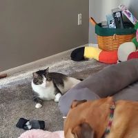 Animal Care Hospital of Reynoldsburg ico