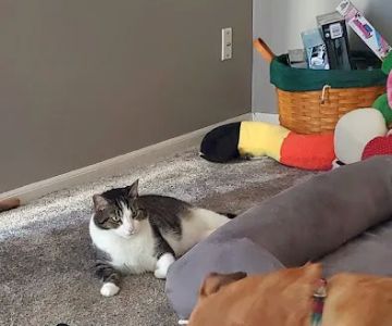 Animal Care Hospital of Reynoldsburg