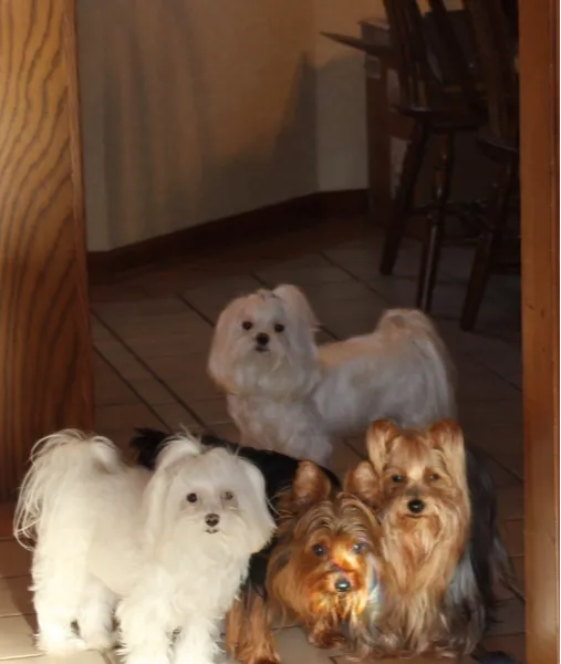 Animal Care Hospital of Reynoldsburg 12