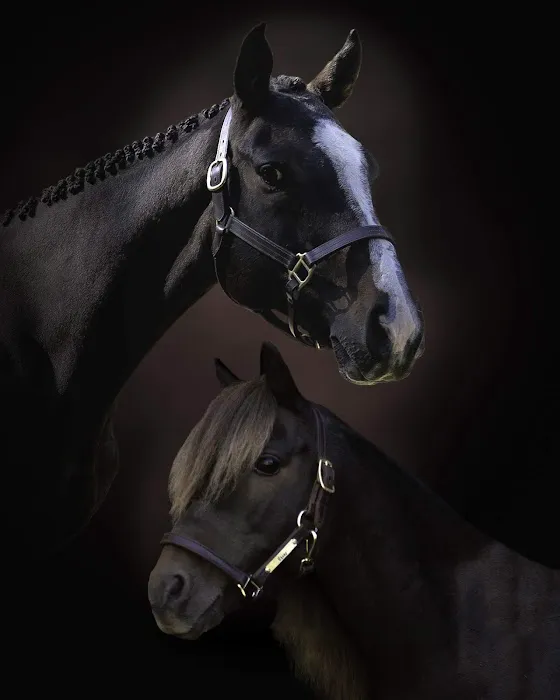 Windmiller Equine Veterinary Services 12