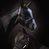Windmiller Equine Veterinary Services ico