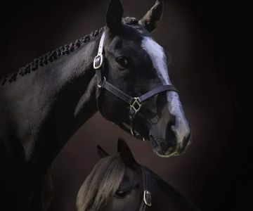 Windmiller Equine Veterinary Services