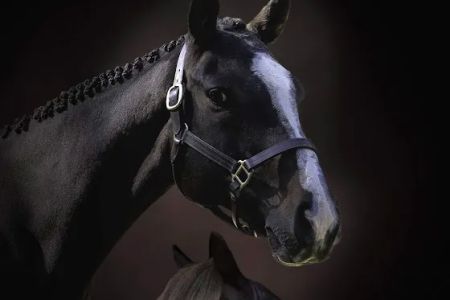 Windmiller Equine Veterinary Services