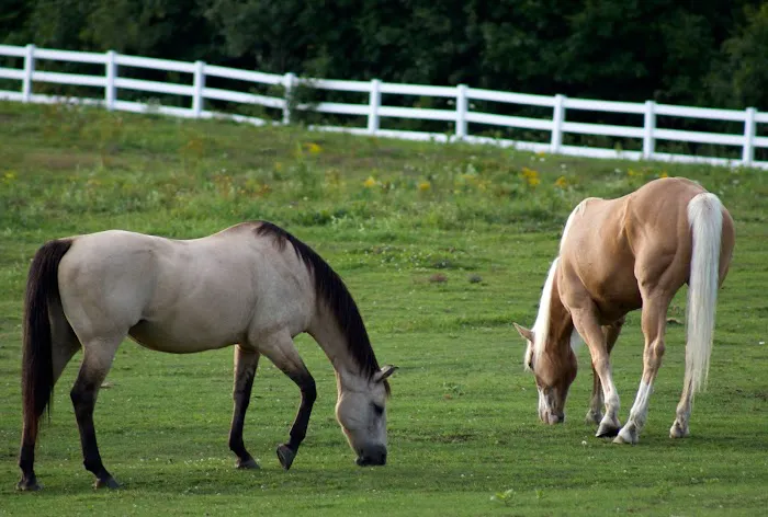 Windmiller Equine Veterinary Services 12