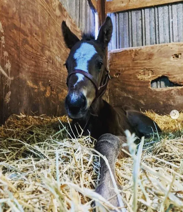 Windmiller Equine Veterinary Services 12