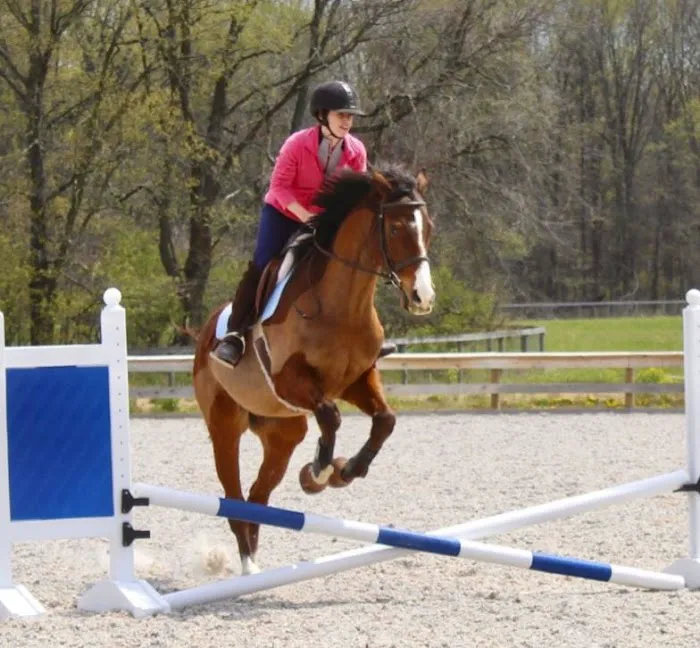 Windmiller Equine Veterinary Services 12