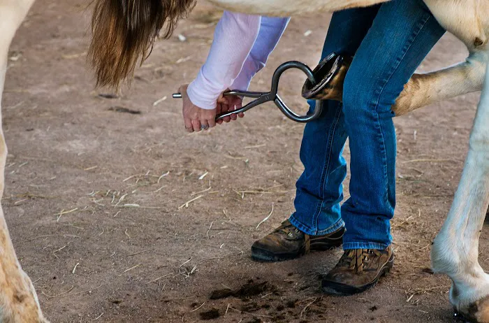 Windmiller Equine Veterinary Services 12