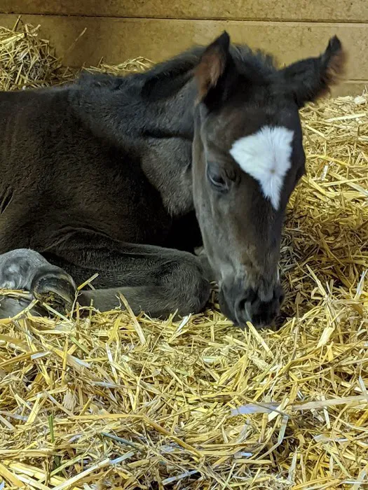 Windmiller Equine Veterinary Services 12