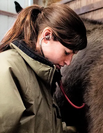 Windmiller Equine Veterinary Services 12