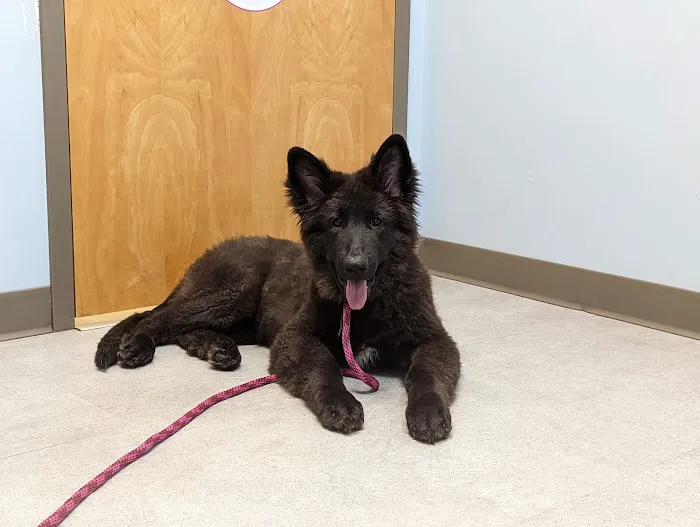Compassionate Care Animal Hospital 12