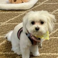 Compassionate Care Animal Hospital ico