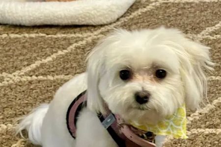 Compassionate Care Animal Hospital