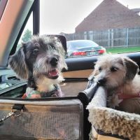 VIP Petcare Vaccination Clinic ico