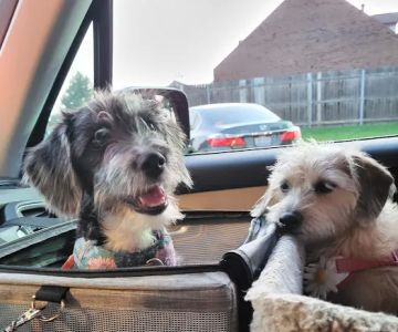 VIP Petcare Vaccination Clinic