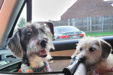 VIP Petcare Vaccination Clinic