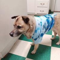 Hillview Veterinary Clinic / Bed & Biscuit ico