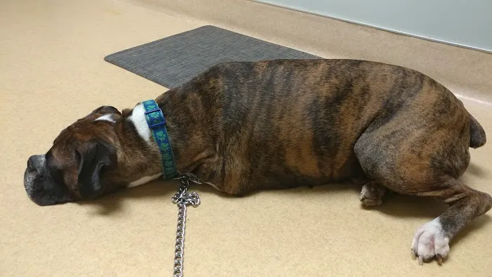 Winchester Veterinary Clinic 12