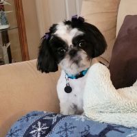 Winchester Veterinary Clinic ico