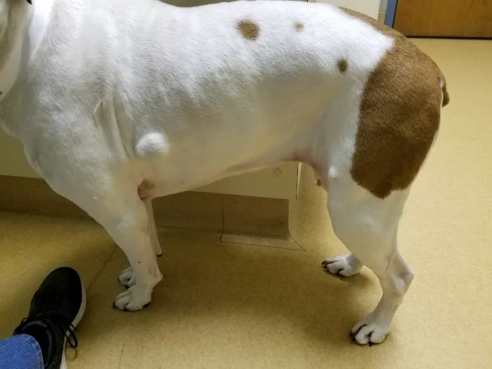Winchester Veterinary Clinic 12
