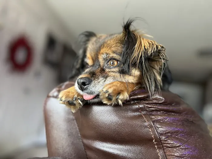 Healthy Pets of New Albany 12