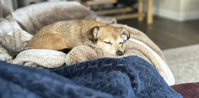 Healthy Pets of New Albany 12