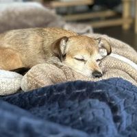 Healthy Pets of New Albany ico