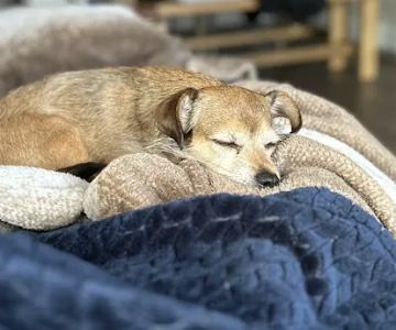 Healthy Pets of New Albany