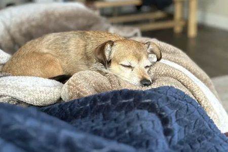 Healthy Pets of New Albany