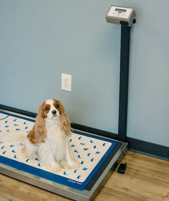 Cedar Hill Animal Clinic 12