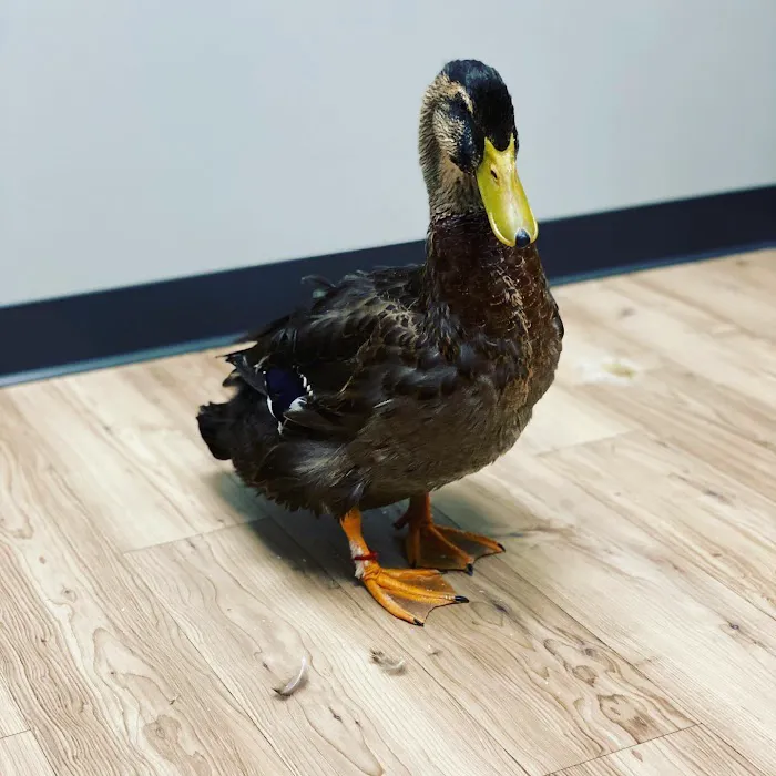 Cedar Hill Animal Clinic 12