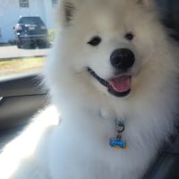 Willow Wood Animal Hospital ico