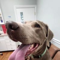 Allpets at Pickerington ico