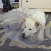 Chevington Animal Hospital ico