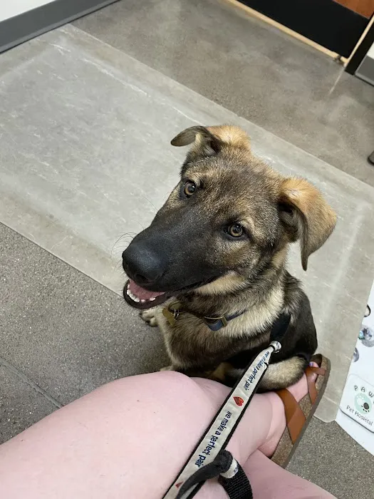 P.A.W.S. Pet Hospital 3