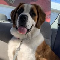 Rivertown Animal Hospital ico
