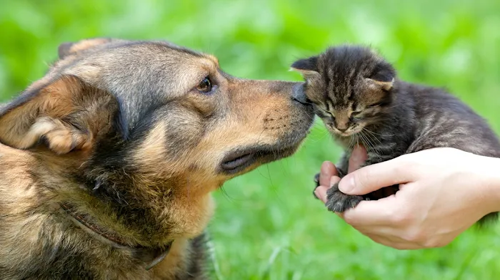 Rivertown Animal Hospital 10