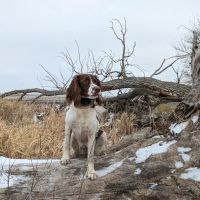 Stillwater Veterinary Clinic ico