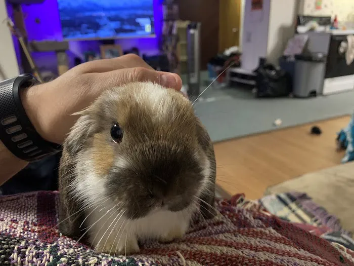 At Home Animal Clinic 3