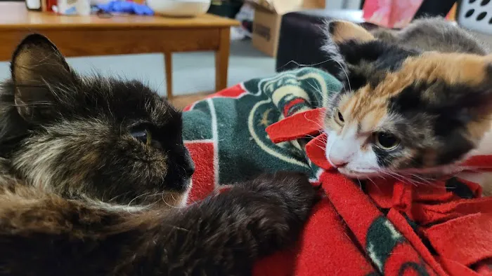 At Home Animal Clinic 1
