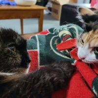 At Home Animal Clinic ico