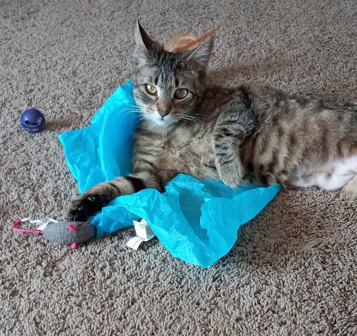 Forest Lake Veterinary Hospital 5