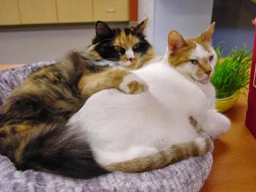 Forest Lake Veterinary Hospital 7