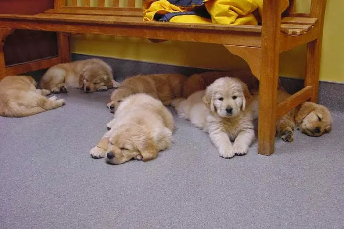 Forest Lake Veterinary Hospital 9