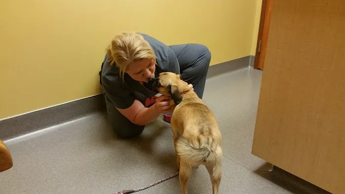 Forest Lake Veterinary Hospital: Rapp Sarah DVM 1