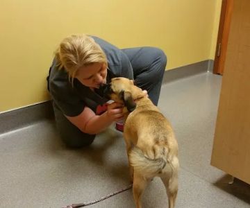 Forest Lake Veterinary Hospital: Rapp Sarah DVM