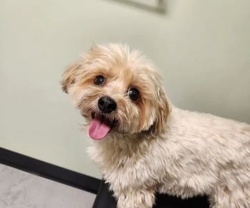 Minnesota Veterinary Neurology