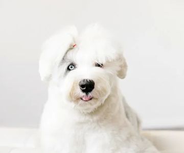 Advanced Veterinary Care