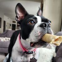 McHale Animal Hospital ico