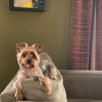 France Avenue Pet Hospital ico